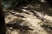 Freshwater crocodiles (Crocodylus johnstoni), The Wildlife Habitat, Port Douglas, Queensland, Australia, Pacific