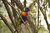 Rainbow lorikeet, Tyto Wetlands, Ingham, Queensland, Australia, Pacific