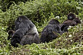 Four mountain gorillas (Gorilla gorilla beringei) of the Amahoro group, Volcanoes National Park, Rwanda, Africa
