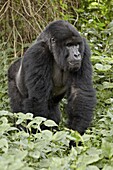 Mountain gorilla (Gorilla gorilla beringei) silverback of the Umubano group named Charles, Volcanoes National Park, Rwanda, Africa