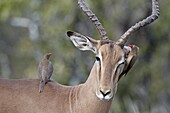 Male impala (Aepyceros melampus) with two red-billed oxpeckers (Buphagus erythrorhynchus), Kruger National Park, South Africa, Africa