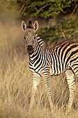Chapman's zebra (plains zebra) (Equus burchelli antiquorum) foal, Kruger National Park, South Africa, Africa
