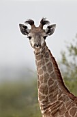Young Cape giraffe (Giraffa camelopardalis giraffa), Kruger National Park, South Africa, Africa