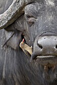 Red-billed oxpecker (Buphagus erythrorhynchus) on a Cape buffalo (African buffalo) (Syncerus caffer), Kruger National Park, South Africa, Africa