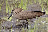 Hamerkop (Scopus umbretta), Imfolozi Game Reserve, South Africa, Africa