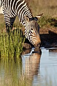 Cape mountain zebra (Equus zebra zebra) drinking, Mountain Zebra National Park, South Africa, Africa