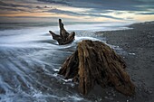 The remains of enormous long-dead trees lie scattered on Gillespies Beach, West Coast, South Island, New Zealand, Pacific