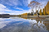 Spectacular autumn colour beside the lake at Wanaka, Otago, South Island, New Zealand, Pacific