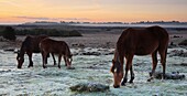 New Forest ponies graze on the frosty landscape, New Forest National Park, Hampshire, England, United Kingdom, Europe