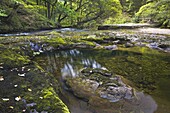 A pool of water on the bed of the Nedd Fechan River in summer, Brecon Beacons National Park, Powys, Wales, United Kingdom, Europe