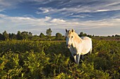 New Forest Pony grazing in the bracken, New Forest National Park, Hampshire, England, United Kingdom, Europe