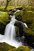 Babbling brook in a mossy wood, Dartmoor National Park, Devon, England, United Kingdom, Europe