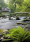 Spring at Watersmeet in Exmoor National Park, Devon, England, United Kingdom, Europe