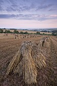 Corn stooks in a Devon field at dawn, Newbuildings, Devon, England, United Kingdom, Europe