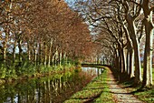 Yellow and red leaves in autumn along the Canal du Midi, UNESCO World Heritage Site, Aude, Languedoc-Roussillon, France, Europe