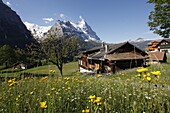 View from Grindelwald to Eiger, Bernese Oberland, Swiss Alps, Switzerland, Europe