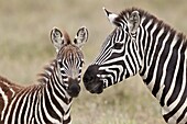 Common zebra or Burchell's zebra (Equus burchelli) foal and mare, Serengeti National Park, Tanzania, East Africa, Africa