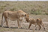 Lioness (Panthera leo) greeting a cub, Serengeti National Park, Tanzania, East Africa, Africa