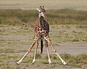 Masai giraffe (Giraffa camelopardalis tippelskirchi) drinking, Serengeti National Park, Tanzania, East Africa, Africa