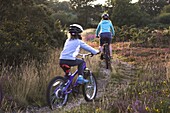 Family cycling along heathland tracks at sunset, Holt Heath, Dorset, England, United Kingdom, Europe
