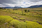 Blooming plants turn the Patagonian meadows yellow in summer, El Calafate, Patagonia, Argentina, South America