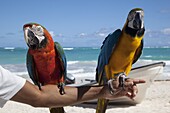 Two parrots, Bavaro Beach, Punta Cana, Dominican Republic, West Indies, Caribbean, Central America