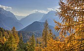 Golden larches and the Julian Alps from the Mangart Pass, Gorenjska, Slovenia, Europe