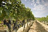 Grapes ready for the harvest near Montalcino, Tuscany, Italy, Europe