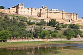 Elephants taking tourists to the Amber Fort near Jaipur, Rajasthan, India, Asia