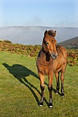Dartmoor pony foal on the Dartmoor moorland, Devon, England, United Kingdom, Europe