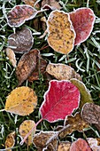 Frosted autumn leaves, Salisbury, Wiltshire, England, United Kingdom, Europe