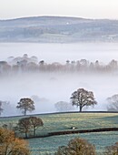 Mist covered countryside in the Exe Valley just north of Exeter, Devon, England, United Kingdom, Europe