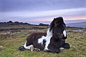 Shetland pony resting on Dartmoor moorland at sunrise, Belstone Tor, Dartmoor, Devon, England, United Kingdom, Europe