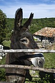 Donkey in rural setting, Cres Island, Kvarner Gulf, Croatia, Europe