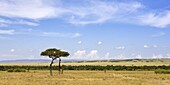 Masai giraffes grazing in the Masai Mara National Reserve, Kenya, East Africa, Africa