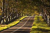 The winding road through the beech avenue at Kingston Lacy, Dorset, England, United Kingdom, Europe