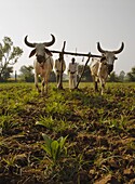 Young tobacco (Nicotiana) plants with traditional plough and cattle (Ankole-Watus), Gujarat, India, Asia