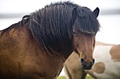 Wild Horses, South Iceland, Iceland, Polar Regions