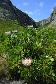 Protea, the national flower, Garden Route, Cape Province, South Africa, Africa