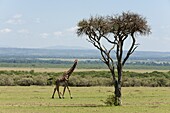 Giraffe (Giraffa camelopardalis), Masai Mara, Kenya, East Africa, Africa