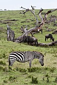 Common zebra (Equus quagga), Masai Mara, Kenya, East Africa, Africa