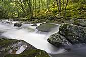Rocky River Plym flowing through Dewerstone Wood in summer, Dartmoor National Park, Devon, England, United Kingdom, Europe