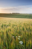 Daisies and barley field in summer, Cheesefoot Head, South Downs National Park, Hampshire, England, United Kingdom, Europe