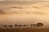 Mist covered moorland at sunrise, near Powdermills, Dartmoor, Devon, England, United Kingdom, Europe