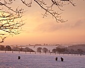 Sheep graze in a snow covered field beneath a fiery dawn sky, Exmoor, Somerset, England, United Kingdom, Europe