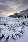 Snow covered countryside and trees, Exmoor, Somerset, England, United Kingdom, Europe