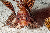 Shortfin lionfish (Dendrochirus brachypterus), Sulawesi, Indonesia, Southeast Asia, Asia