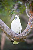 Sulphur-crested cockatoo (Cacatua galerita) in Sydney Botanic Gardens,Sydney, New South Wales, Australia, Pacific