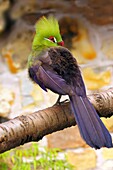 Livingstone's Turaco (Tauraco livingstonii) a species of bird in the Musophagidae family, living in the lowlands of southeast Africa, in captivity in the United Kingdom, Europe