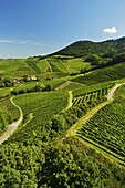 Vineyards, Ortenberg, Ortenau, Baden-Wurttemberg, Germany, Europe